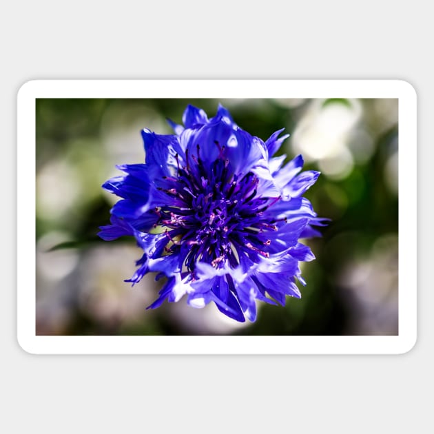 Blue cornflower close-up Sticker by blossomcophoto